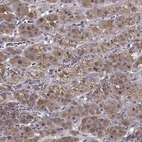 Immunohistochemical staining of human adrenal gland shows moderate membranous and cytoplasmic positivity in glandular cells.