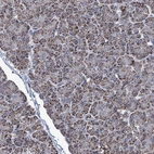 Immunohistochemical staining of human pancreas shows strong granular cytoplasmic positivity in exocrine glandular cells.