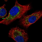 Immunofluorescent staining of human cell line A549 shows localization to mitochondria.