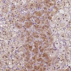 Immunohistochemical staining of human adrenal gland shows moderate cytoplasmic positivity in glandular cells.