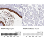 Anti-FKBP2 Antibody
