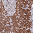 Anti-SEC61B Antibody