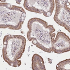 Immunohistochemical staining of human duodenum shows moderate to strong positivity in endoplasmic reticulum in glandular cells.