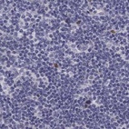 Anti-UHRF1 Antibody