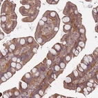 Immunohistochemical staining of human small intestine shows moderate cytoplasmic positivity in glandular cells.