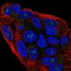 Immunofluorescent staining of human cell line Hep G2 shows localization to nucleoli fibrillar center & cytosol.