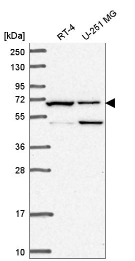 Anti-C19orf44 Antibody