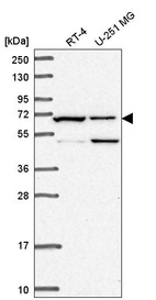 Anti-C19orf44 Antibody