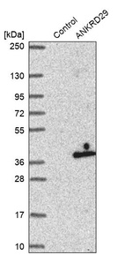 Western blot analysis in control (vector only transfected HEK293T lysate) and ANKRD29 over-expression lysate (Co-expressed with a C-terminal myc-DDK tag (~3.1 kDa) in mammalian HEK293T cells, LY406585).