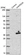 Anti-ANKRD29 Antibody