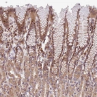 Anti-CHD9 Antibody