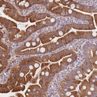 Immunohistochemical staining of human small intestine shows strong cytoplasmic positivity in glandular cells.