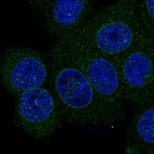 Immunofluorescent staining of human cell line MCF7 shows localization to nuclear membrane.