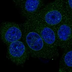 Immunofluorescent staining of human cell line MCF7 shows localization to nuclear membrane.