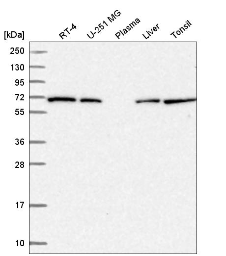 Anti-COG8 Antibody