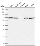 Anti-COG8 Antibody