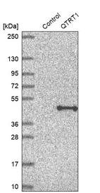 Western blot analysis in control (vector only transfected HEK293T lysate) and QTRT1 over-expression lysate (Co-expressed with a C-terminal myc-DDK tag (~3.1 kDa) in mammalian HEK293T cells, LY410589).