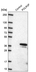 Western blot analysis in control (vector only transfected HEK293T lysate) and POLR3F over-expression lysate (Co-expressed with a C-terminal myc-DDK tag (~3.1 kDa) in mammalian HEK293T cells, LY416625).