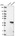 Anti-POLR3F Antibody