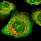 Immunofluorescent staining of human cell line U-2 OS shows localization to nucleoli, plasma membrane & cytosol.