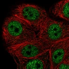 Anti-PEX10 Antibody