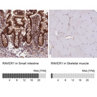 Immunohistochemistry analysis in human small intestine and skeletal muscle tissues using HPA049457 antibody. Corresponding RAVER1 RNA-seq data are presented for the same tissues.