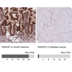 Immunohistochemistry analysis in human small intestine and skeletal muscle tissues using HPA049457 antibody. Corresponding RAVER1 RNA-seq data are presented for the same tissues.