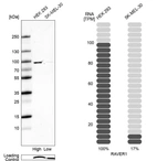 Western blot analysis in human cell line HEK 293 and human cell line SK-MEL-30.