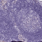 Immunohistochemical staining of human lymph node shows no positivity in germinal center cells as expected.