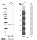 Western blot analysis in human cell line CACO-2 and human cell line A-549.