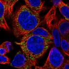 Immunofluorescent staining of human cell line Hep G2 shows localization to mitochondria.