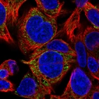 Immunofluorescent staining of human cell line Hep G2 shows localization to mitochondria.