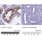 Anti-C16orf71 Antibody