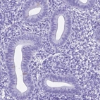 Immunohistochemical staining of human endometrium shows low expression as expected.