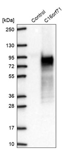 Anti-C16orf71 Antibody
