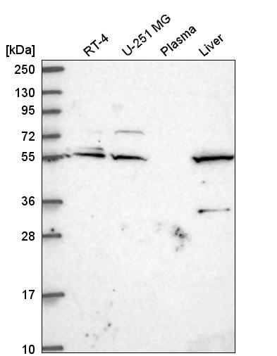 Anti-IRF2BP1 Antibody