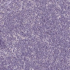Immunohistochemical staining of human lymph node shows no positivity in non-germinal center cells as expected.