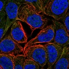 Immunofluorescent staining of human cell line RT4 shows localization to microtubules.