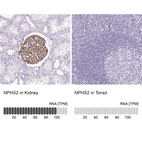 Anti-NPHS2 Antibody