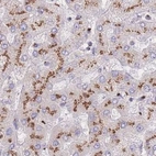 Immunohistochemical staining of human liver using Anti-CASC4 antibody HPA049488.