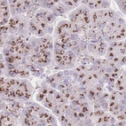 Immunohistochemical staining of human pancreas using Anti-CASC4 antibody HPA049488.