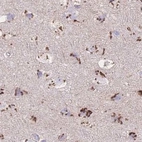 Immunohistochemical staining of human cerebral cortex using Anti-CASC4 antibody HPA049488.