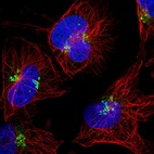Immunofluorescent staining of human cell line U-251 MG shows localization to the Golgi apparatus.