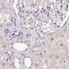 Immunohistochemical staining of human kidney using Anti-BPIFB2 antibody HPA049491.