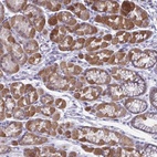 Anti-RGPD1 Antibody