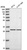 Anti-EIF2B1 Antibody