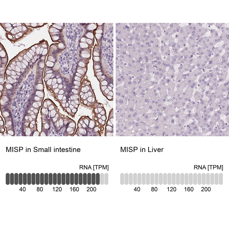 Anti-MISP Antibody