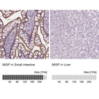 Anti-MISP Antibody