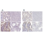 Immunohistochemical staining of human kidney, liver, small intestine and testis using Anti-MISP antibody HPA049511 (A) shows similar protein distribution across tissues to independent antibody HPA062232 (B).