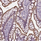 Immunohistochemical staining of human small intestine shows strong positivity in luminal membrane in glandular cells.